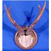 Image 1 : Lot 048: Miniature Deer Antler Mount, Dated 1916