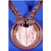 Image 2 : Lot 048: Miniature Deer Antler Mount, Dated 1916