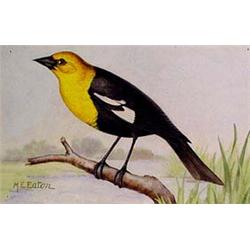 Lot 054A:  M.E. Eaton  Watercolor, Ca 1920 -  Yellow Headed Blackbird 