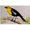 Image 1 : Lot 054A: "M.E. Eaton" Watercolor, Ca 1920 - "Yellow Headed Blackbird"
