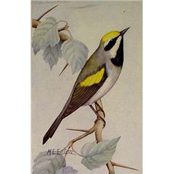 Lot 054B: "M.E. Eaton" Watercolor, Ca 1920 - "Golden Winged Warbler"