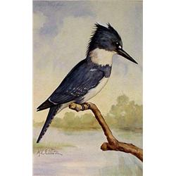 Lot 054D: "M.E. Eaton" Watercolor, Ca 1920 - "Belted Kingfisher"
