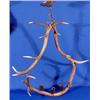 Image 1 : Lot 062: Deer Antler Hanging Light, Ca. 1920