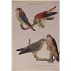 Image 3 : Lot 246: Folio of 106 Plates reprinted from Birds of NY by Fuertes