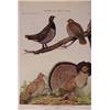 Image 4 : Lot 246: Folio of 106 Plates reprinted from Birds of NY by Fuertes