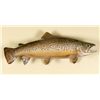 Image 1 : Trout Fish Wall Mount - Measures 26"L
