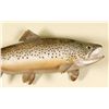 Image 2 : Trout Fish Wall Mount - Measures 26"L