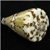 Scarce Collectible Polished Conus Capitaneus Shell (SHL-000106)