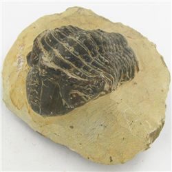 274gm Preserved Tribolite Fossil On Base Material (MIN-002056)