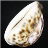 Image 2 : Handcarved Cowry Shell (SHL-000117)