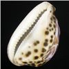 Image 2 : Handcarved Cowry Shell (SHL-000120)