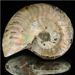120ct Opalized Ammonite (MIN-002124)