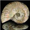 Image 1 : 120ct Opalized Ammonite (MIN-002124)