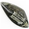 Image 1 : 209gm Polished Orthoceras Large Fossil (MIN-001911)
