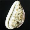 Image 2 : Handcarved Cowry Shell (SHL-000135)