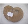 Image 1 : Fossil Ammonite