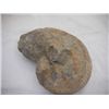 Image 2 : Fossil Ammonite