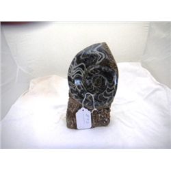 Fossil Ammonite