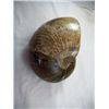Image 2 : Fossil Ammonite
