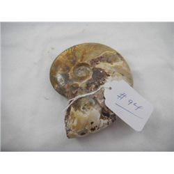 Fossil Ammonite