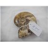Image 1 : Fossil Ammonite