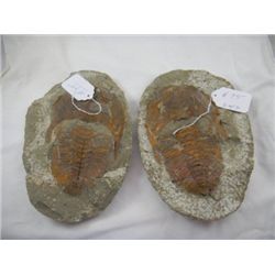 Trilobite Fossil