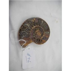 Fossil Ammonite