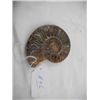 Image 1 : Fossil Ammonite