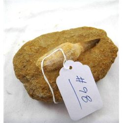 Single Masasaur Tooth
