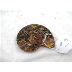 Fossil Ammonite