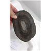 Image 1 : Cross Cut Dinosaur Bone