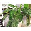 Image 1 : EVERGREEN PLANT