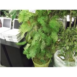 LARGE EVERGREEN TREE