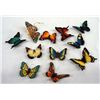 Image 1 : Set of 10 Butterfly Magnets, 1 Monarch Cloissone