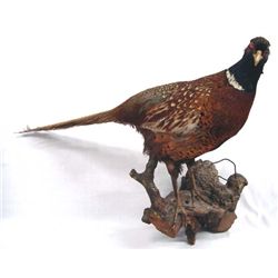 Mounted Pheasant