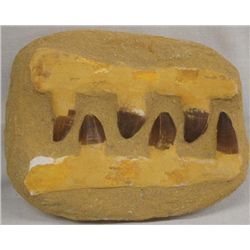 Fossil Specimen Nails Claws or Teeth