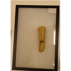 Mandan serrated hide scraper, buffalo bone