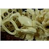 Image 7 : FINE CHINESE CARVED IVORY CRAB NET SCULPTURE