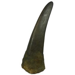 ANTIQUE RHINOCEROS HORN