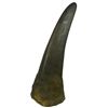 Image 1 : ANTIQUE RHINOCEROS HORN