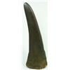 Image 6 : ANTIQUE RHINOCEROS HORN