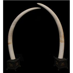PAIR OF GENUINE 6' ELEPHANT TUSKS ON IRON STANDS
