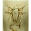 Image 2 : CULTURAL REVOLUTION CHINESE IVORY CRICKETS PLAQUE