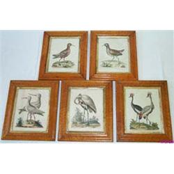 Set of five late C18th / early C19th hand-coloured engravings - BIRDS - after