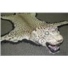 Image 3 : LEOPARD SKIN RUG, FULL HEAD MOUNT