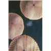 Image 2 : Parachute Tests