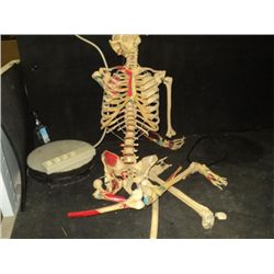 Skeleton
