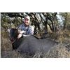 Image 1 : 2-day Nilgai Antelope bull or cow hunt for two hunters and two non-hunters at the King Ranch in Texa