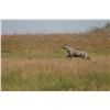 Image 2 : 2-day Nilgai Antelope bull or cow hunt for two hunters and two non-hunters at the King Ranch in Texa