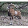 Image 1 : 2-day red sheep hunt for one hunter and one non-hunter in Texas - includes trophy fee and taxidermy